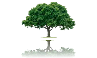 Podas y tala de árboles