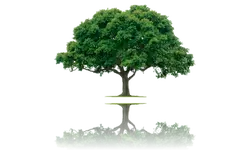 Podas y tala de árboles