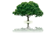 Podas y tala de árboles