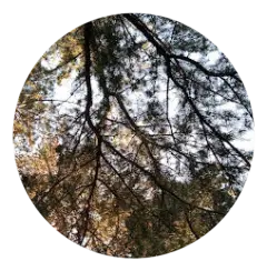 Empresa de podas en Altura