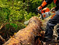 Tala de árboles en Madrid Podas y talas de árboles en Madrid