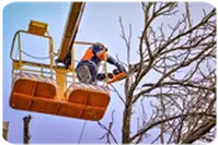 poda de árboles madrid podadores de árboles en madrid