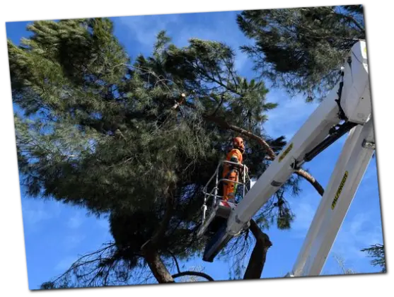 tala y poda de árboles en altura madrid