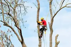 tala y poda de árboles Madrid Poda y tala árbols Madrid