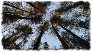 tala y poda de árboles en altura madrid
