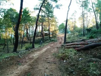 Desbroces forestales en Madrid Limpiamos de bosques y terrenos